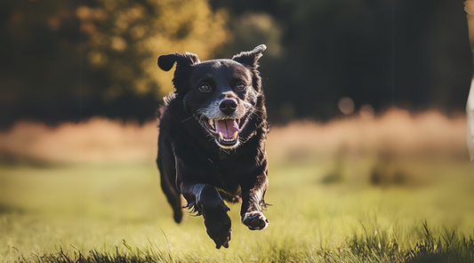 9 Vet Tips for Exercising Your Arthritic Dog