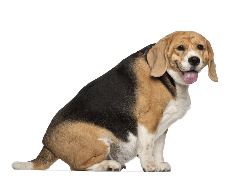 How to Help a Dog Lose Weight (A Vet Explains)