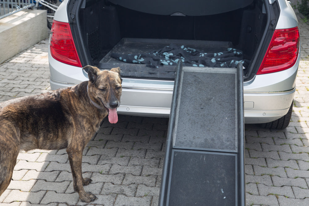A Vet’s Guide to Helping Your Dog with Mobility Problems