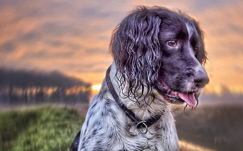 Working Dog Able To Enjoy Favourite Sport Even Longer Thanks To Collagen