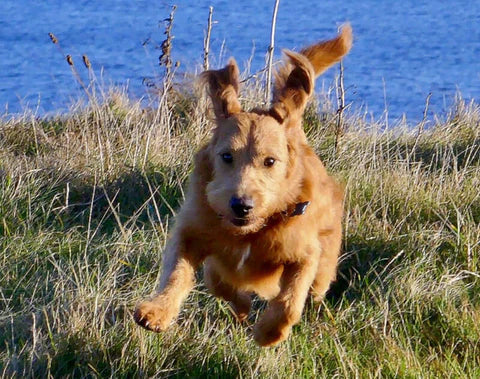 I First Noticed Her Coat Became Incredibly Soft But What Happened Next Might Surprise You