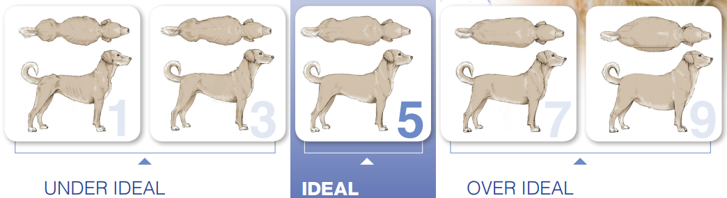 How Much Should My Dog Weigh?