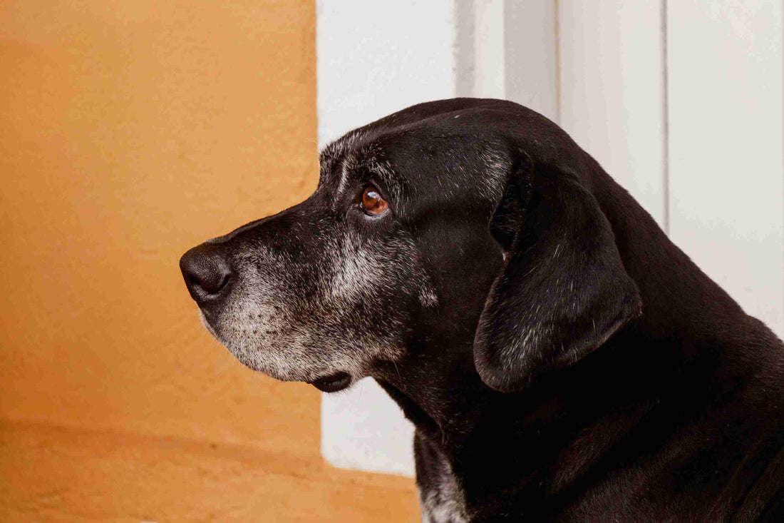  senior dog incontinence