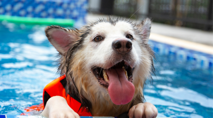 Could physiotherapy or hydrotherapy be right for your dog?