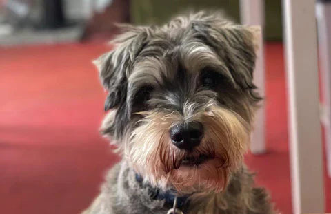 Vet Stumped By Schnauzers Scary Skin Condition Until Owner Finds Solution