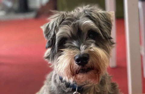 Vet Stumped By Schnauzers Scary Skin Condition Until Owner Finds Solution