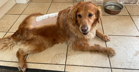 Nurse Credits This Supplement For Speedy Recovery Following Prolapsed Disc Operation