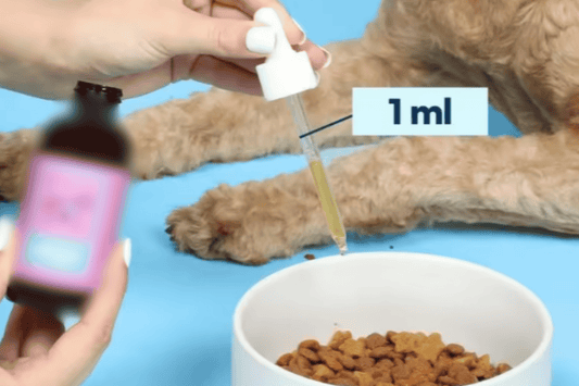 Cheap Liquid Dog Collagen Supplements: What Are You Really Getting?