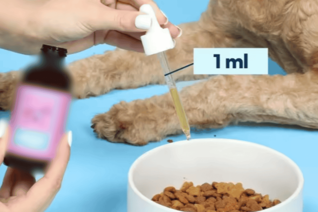 Cheap Liquid Dog Collagen Supplements: What Are You Really Getting?