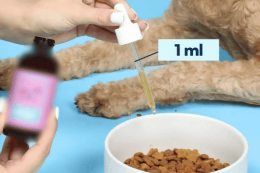 Cheap Liquid Dog Collagen Supplements: What Are You Really Getting?