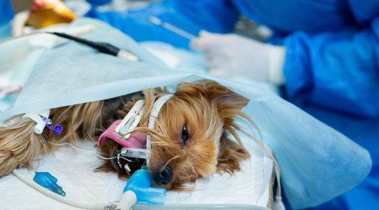 Can Collagen Help Support Your Dog’s Post Op Recovery?