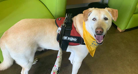Blind Therapy Dog Finds Relief