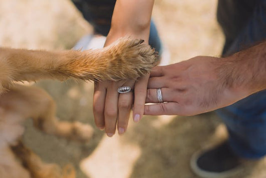 Dog Limping: Causes, Treatment and When to See a Vet