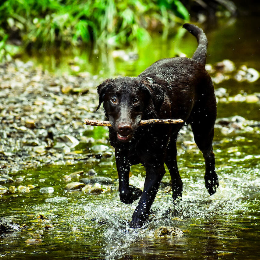 Keeping Dogs Cool During a Heatwave