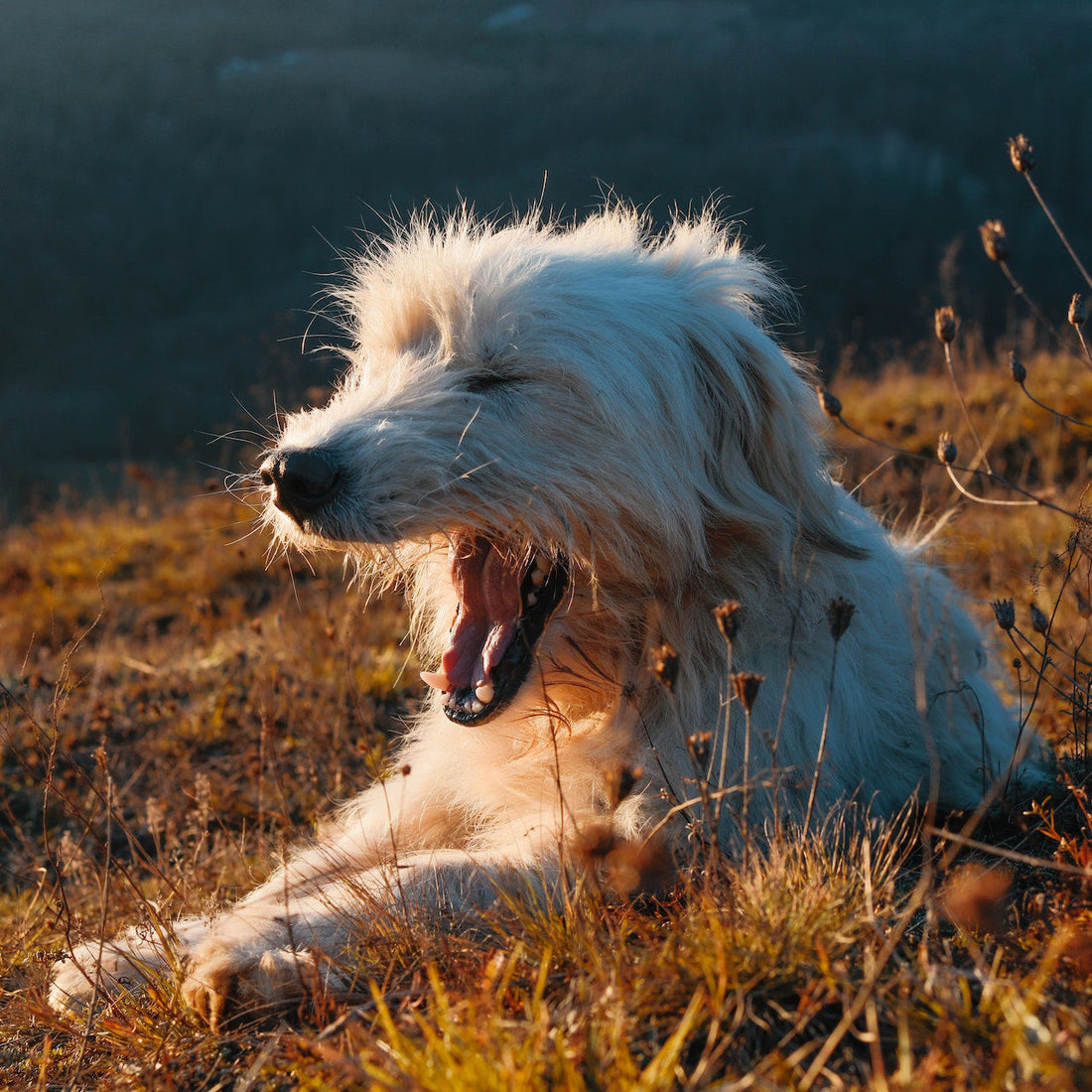 Subtle Sign your Dog is in Pain That's Always Misunderstood - by Anna Webb