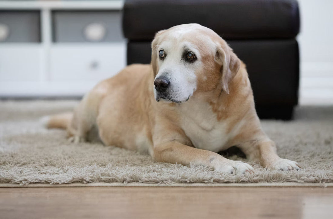 Old Dog Coughing - What It Means for Your Pet