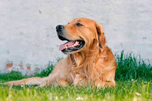 Senior Dog Drinking Lots of Water - What It Means