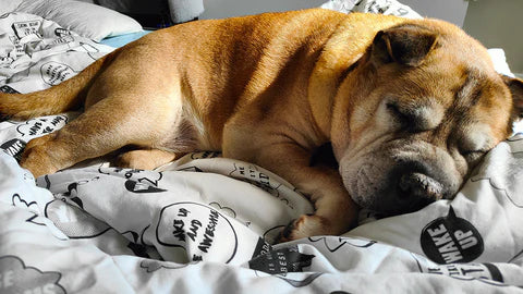Paula Shares The Results Of Long Term Collagen Use With Her Arthritic Shar-Pei