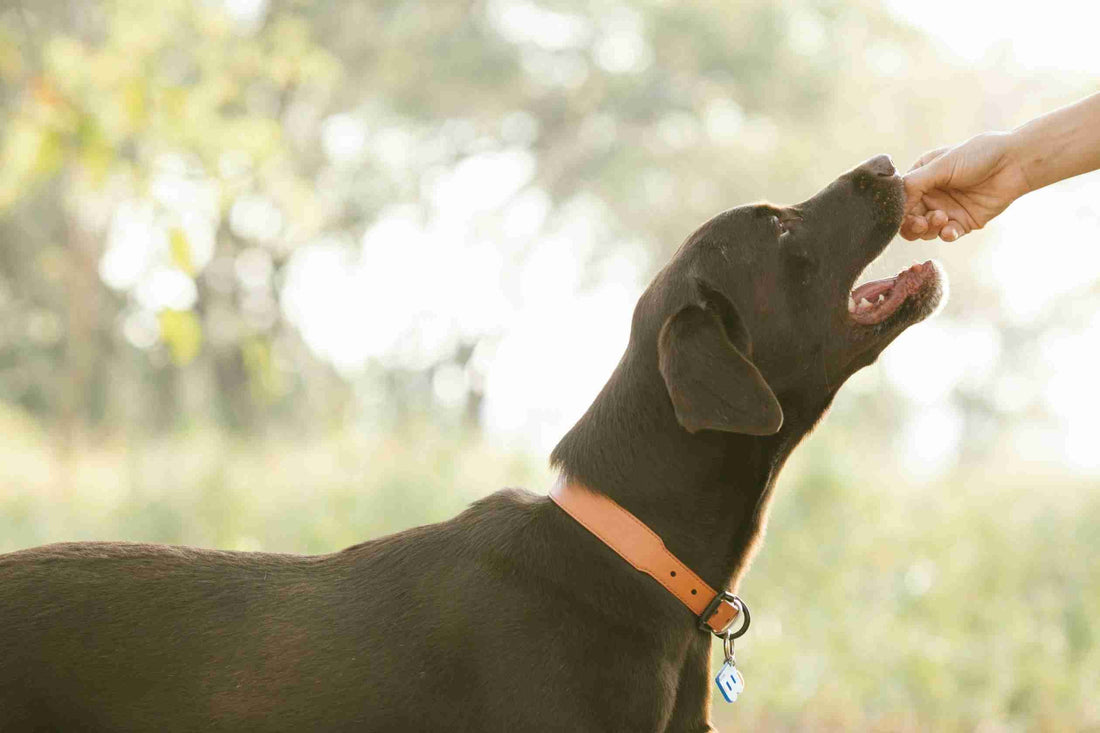 senior dog feeding