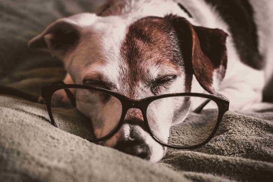 What Age is a Senior Dog? Understanding the Signs