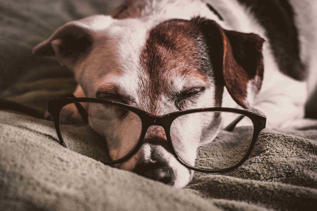 What Age is a Senior Dog? Understanding the Signs