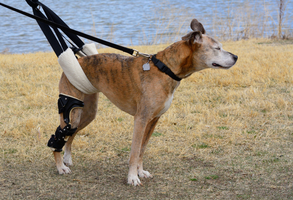 Cruciate Ligament Disease & Injury In Dogs - Vet's Guide