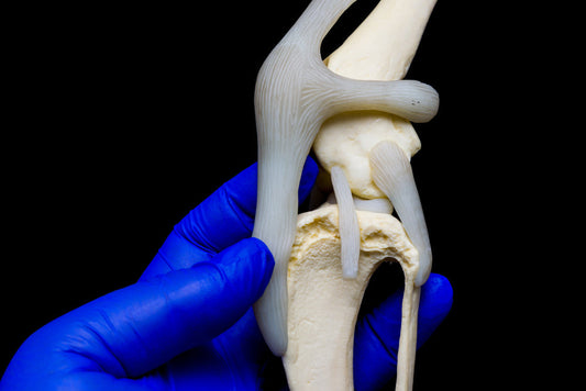 A Vet's Guide to Luxating Patella in Dogs