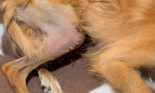 Best joint supplements for dogs with luxating patella