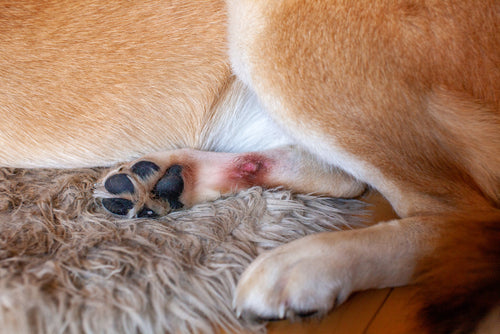Can Collagen Soothe Your Dog’s Itchy Skin?