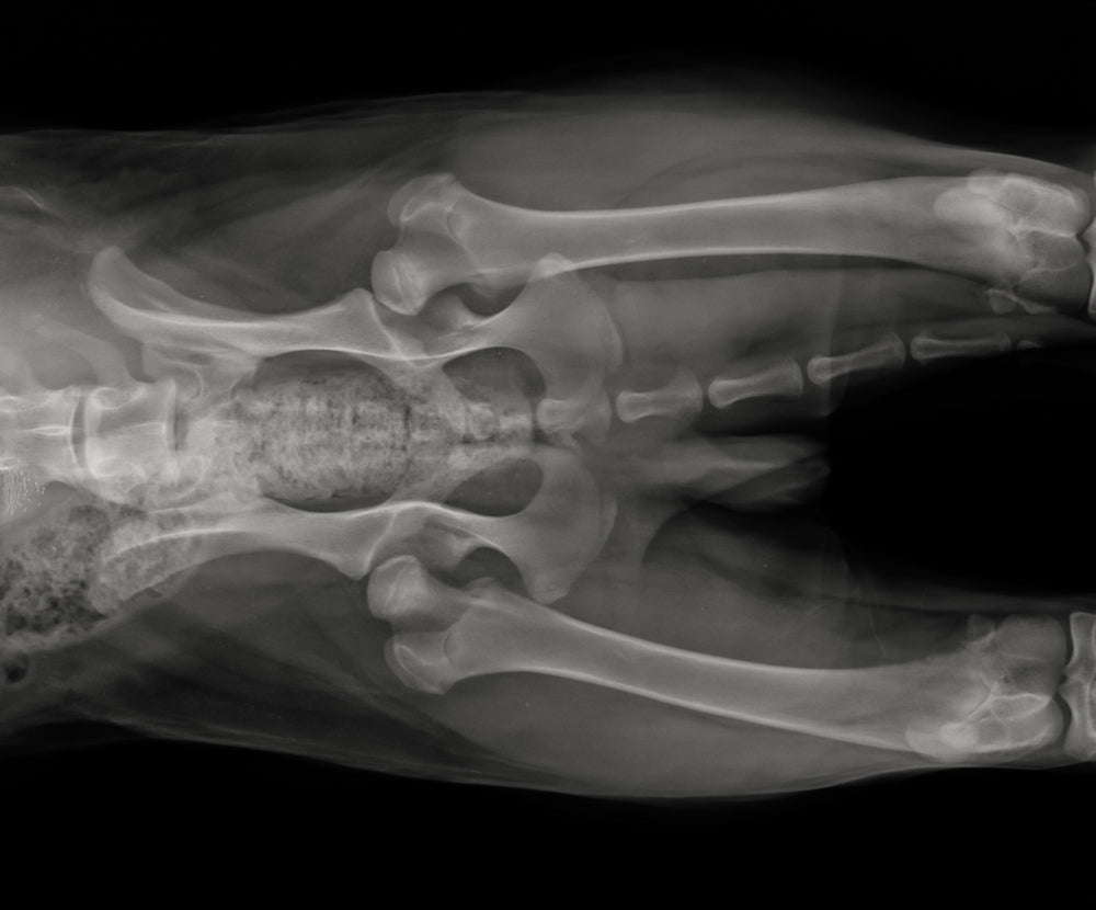 Hip Dysplasia and Elbow Dysplasia: A Vet's Guide