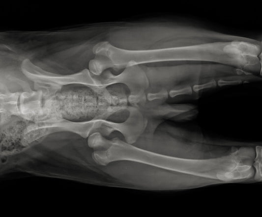 Hip Dysplasia and Elbow Dysplasia: A Vet's Guide