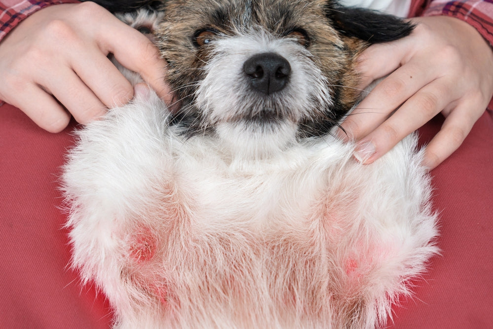 Dog Supplements for Itchy Skin: What Actually Helps (and How to Choose)