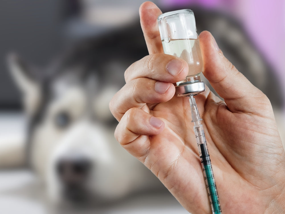 Arthritis injections for dogs - Pawable