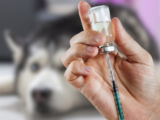 Arthritis injections for dogs