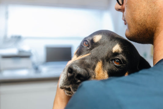 Arthritis in Dogs: A Vet's Guide