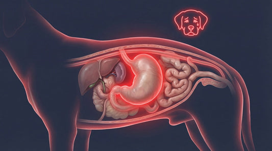 Dog Joint Supplements for Dogs with a Sensitive Stomach